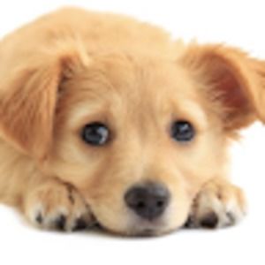 Meet your Posher, Noa